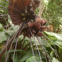 Tacca chantrieri André